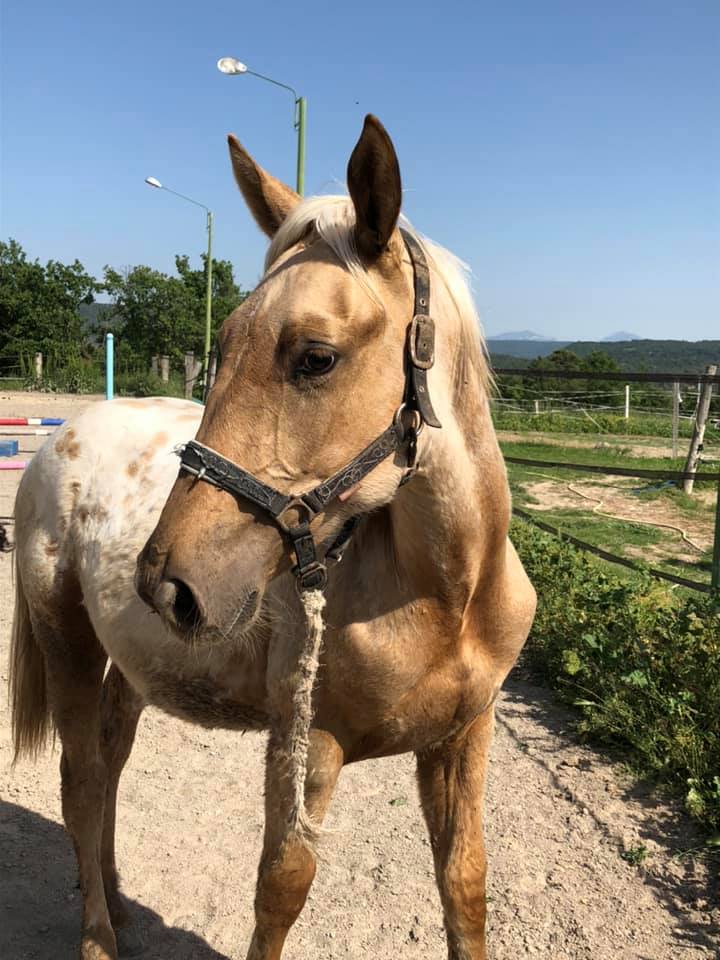 Image de l'annonce poulain palomino capé