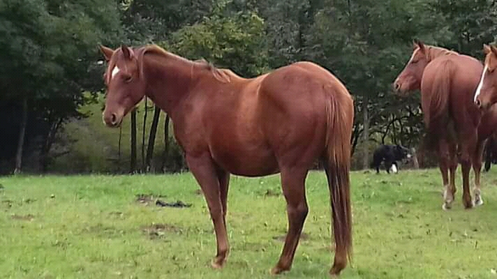 Image de l'annonce Jument paint horse 2017