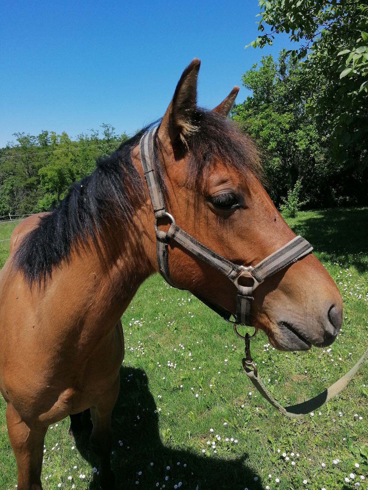 Image de l'annonce Trés beau poulain PP Quarter Horse