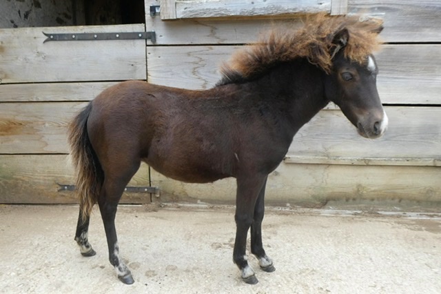 Image de l'annonce Élevage chevaux miniatures AMHA, pouliche, poulain, poulinières, hongres