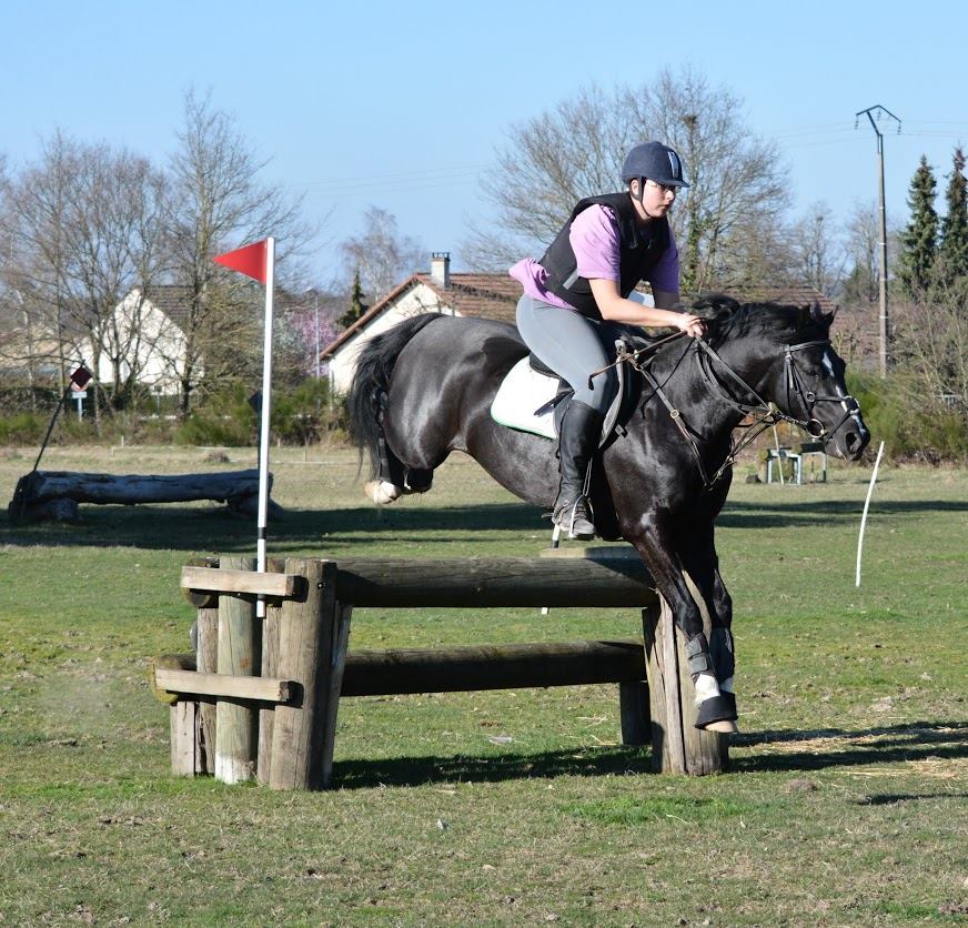 Image de l'annonce Etalon Welsh Part Bred noir 1m45 en monte en main