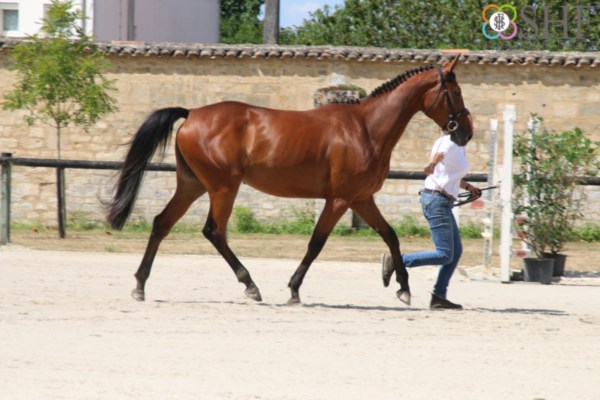 Image de l'annonce Vend jument 7 ans anglo-arabe bai 10000€