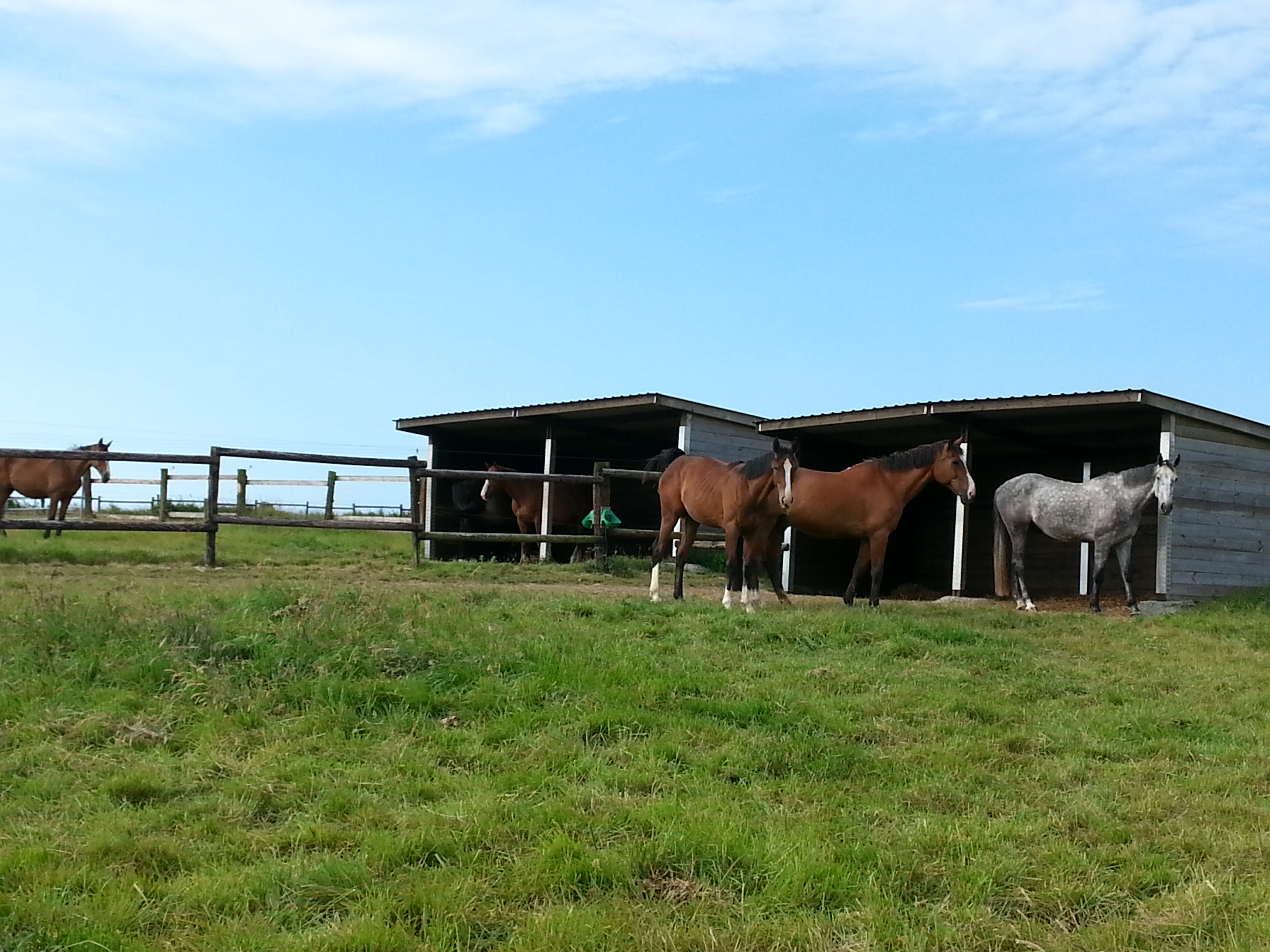 Image de l'annonce PENSION DE CHEVAUX/ RETRAITE/ CONVALESCENCE/ ELEVAGE