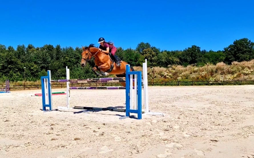 Image de l'annonce Hongre selle français