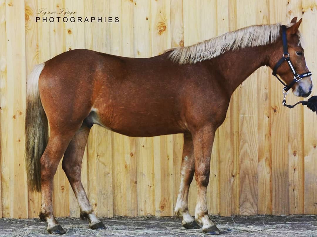 Cheval alezan crins lavés sale