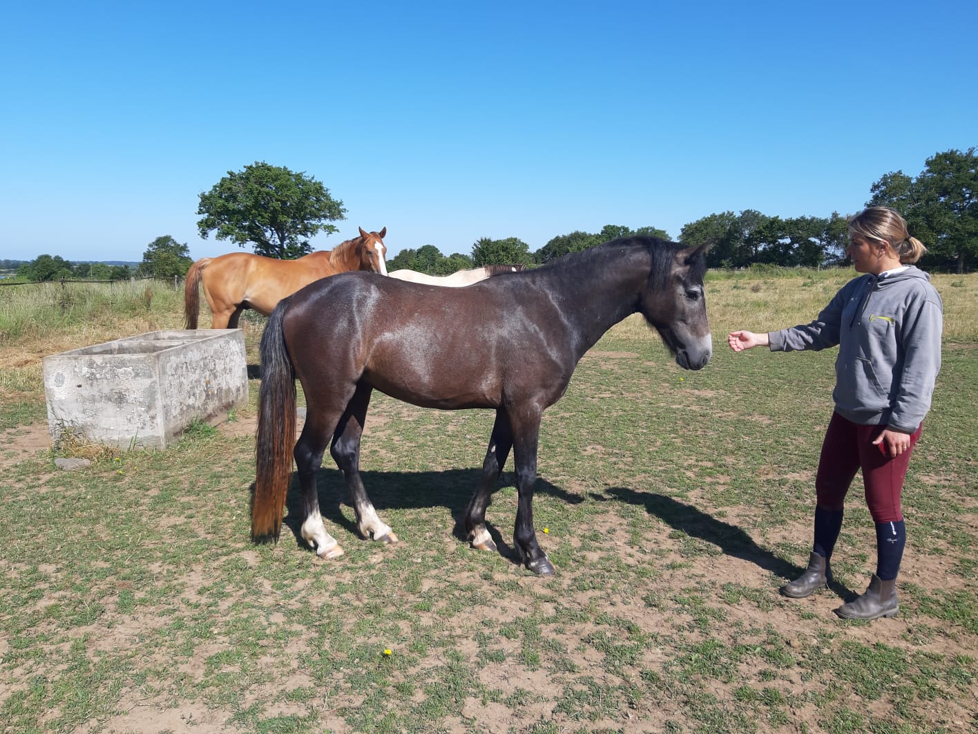 Image de l'annonce Mâle de 2 ans Connemara par Idefix de Villon et Kilkenny Aluinn ( Thunder du Blin )