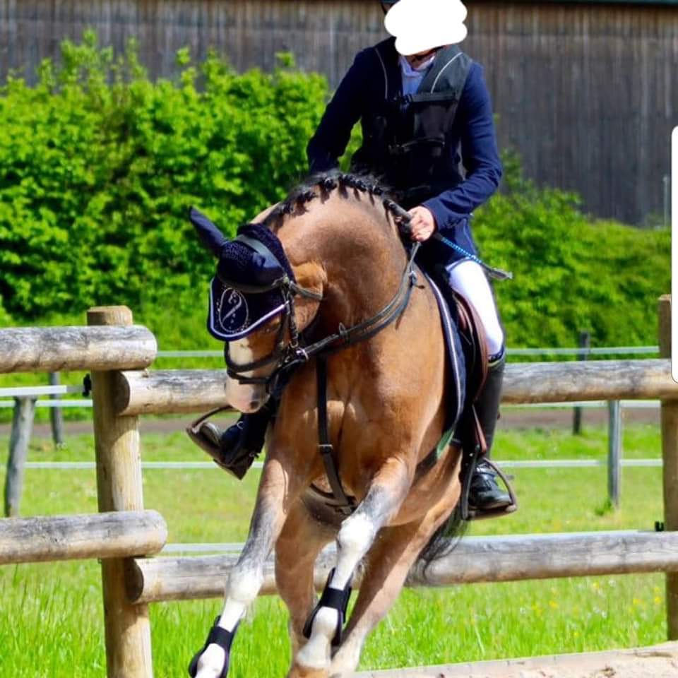 Image de l'annonce A VENDRE TOP PONEY WELSH 7 ANS