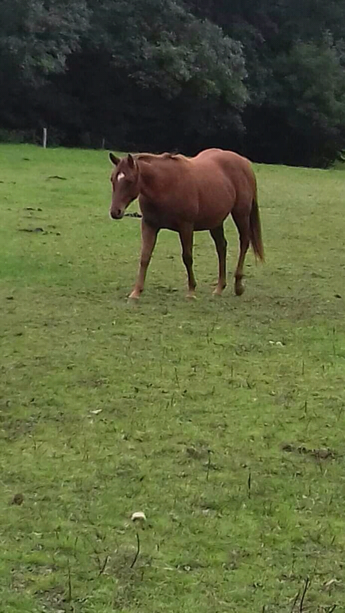 Image de l'annonce Jument paint horse 2017