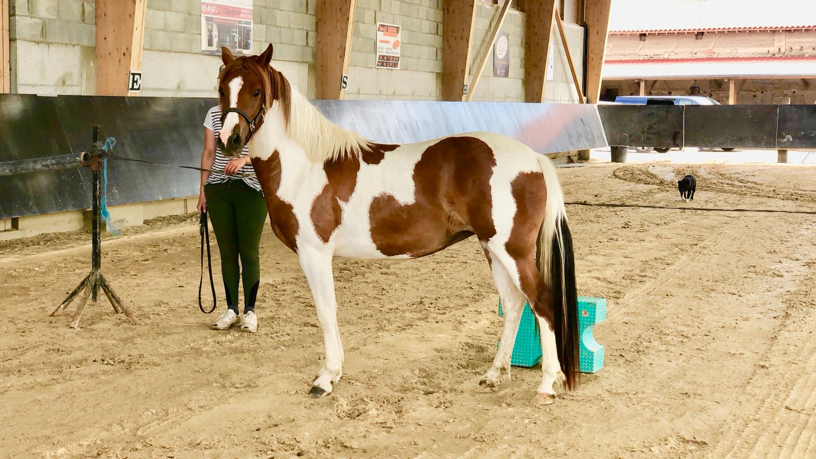 Image de l'annonce A vendre, superbe ponette de sport de 2 ans.