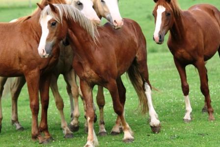 Image de l'annonce lot de 3 poneys welsh type cob section c papier