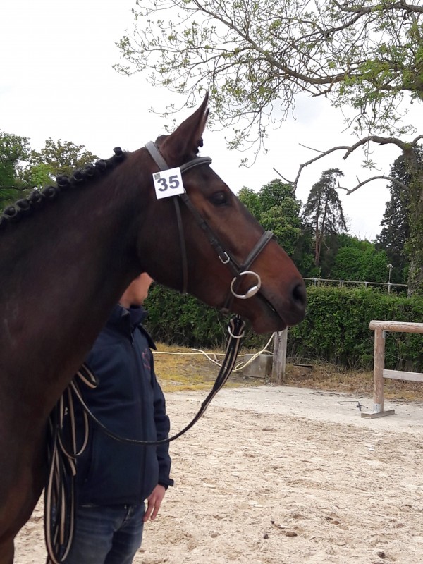 Image de l'annonce Superbe jument 3 ans Canturo x Quick Star