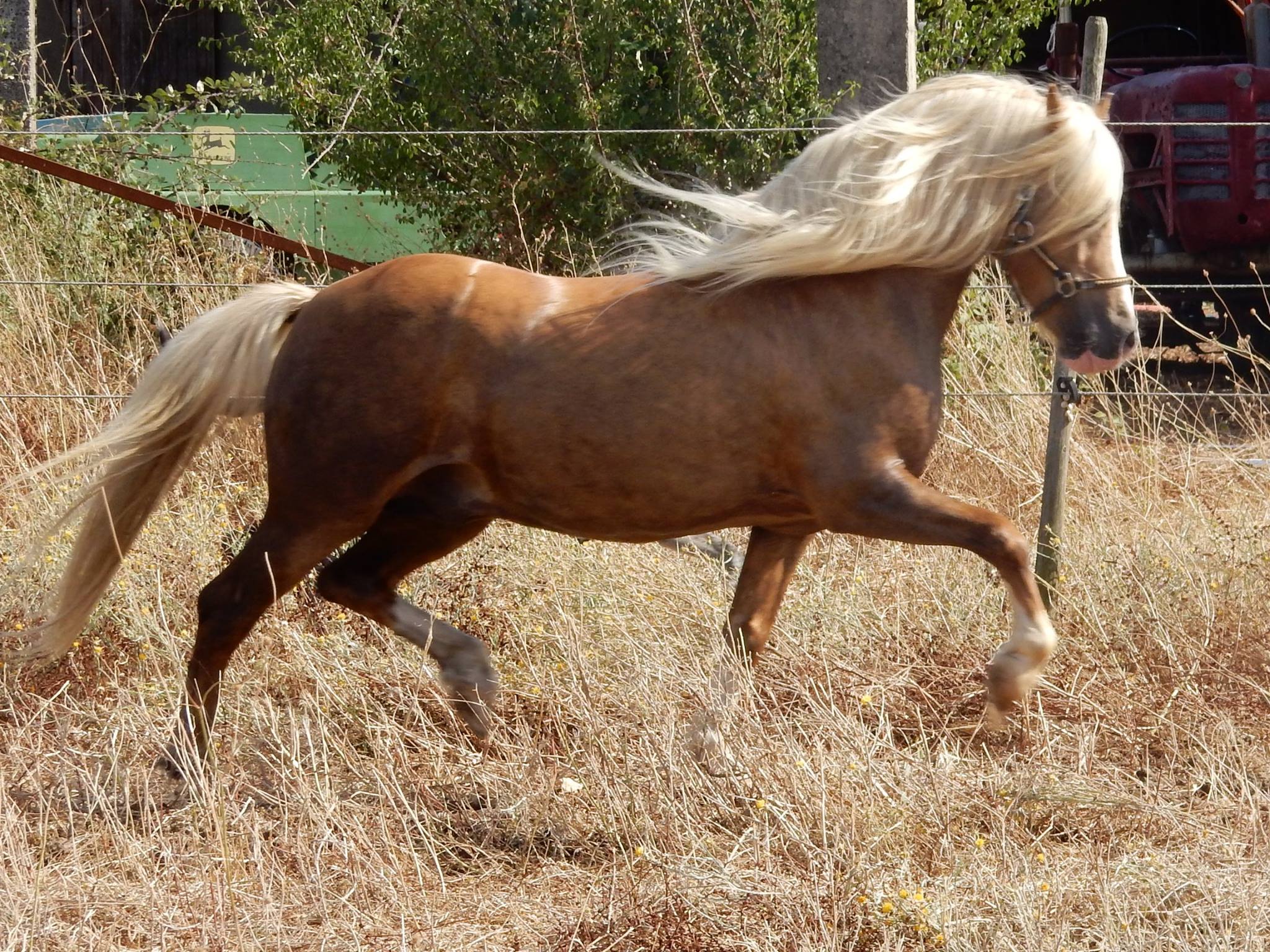 Image de l'annonce Magnifique étalon Welsh A  palomino