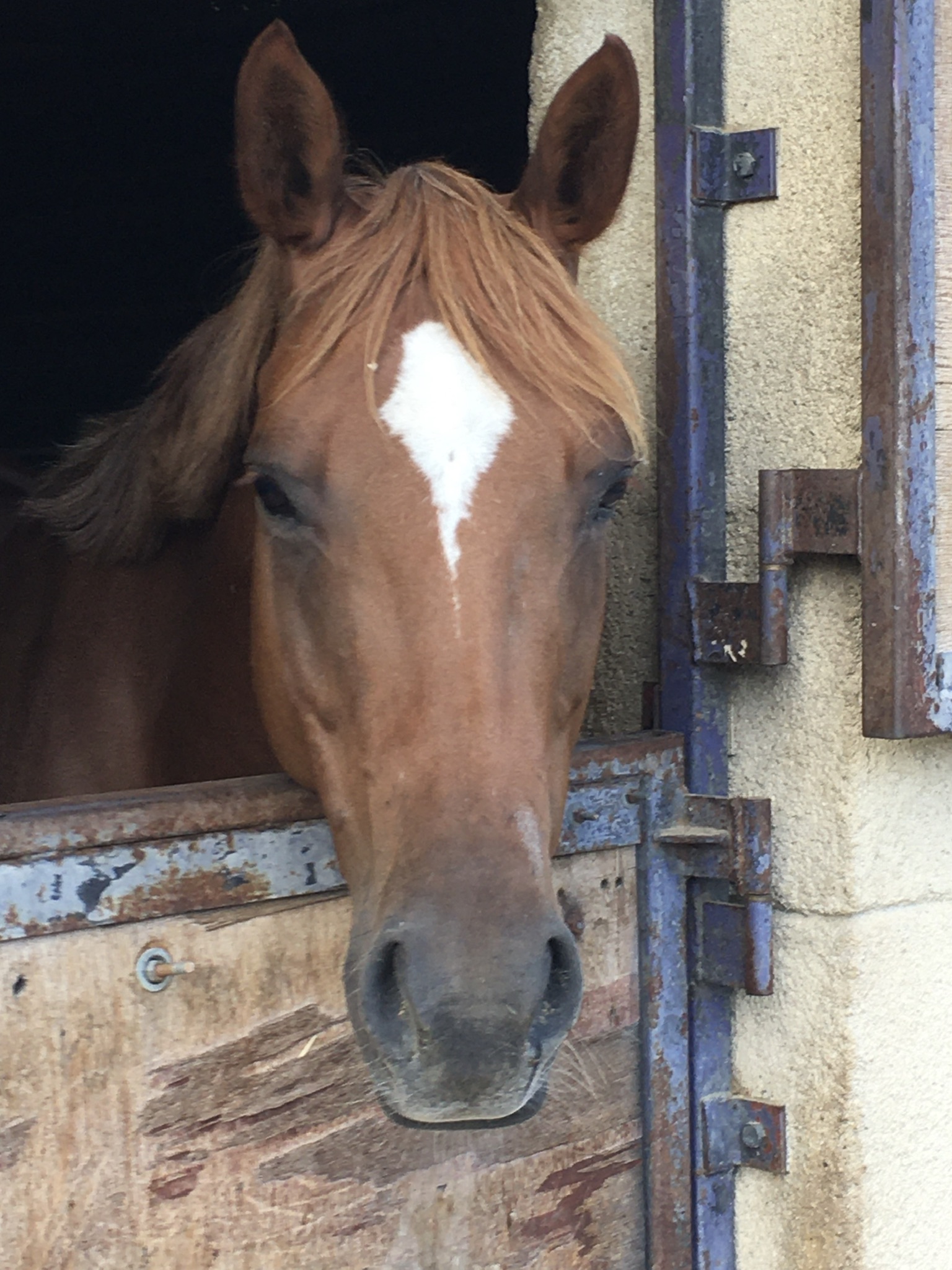 Image de l'annonce À vendre jument de sport PP Appaloosa pour CSO
