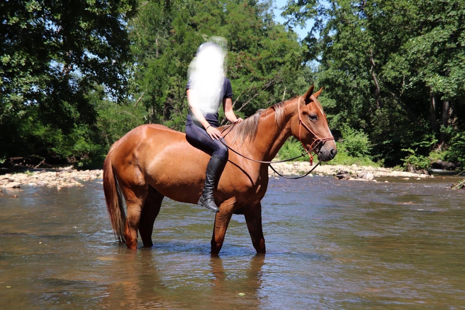 Image de l'annonce Cheval 3 ans monté