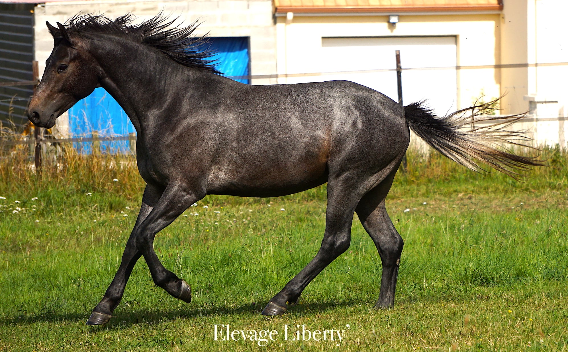 Image de l'annonce Superbe 2 ans PFS - très qualiteux - Idéal épreuves amateurs CCE & CSO