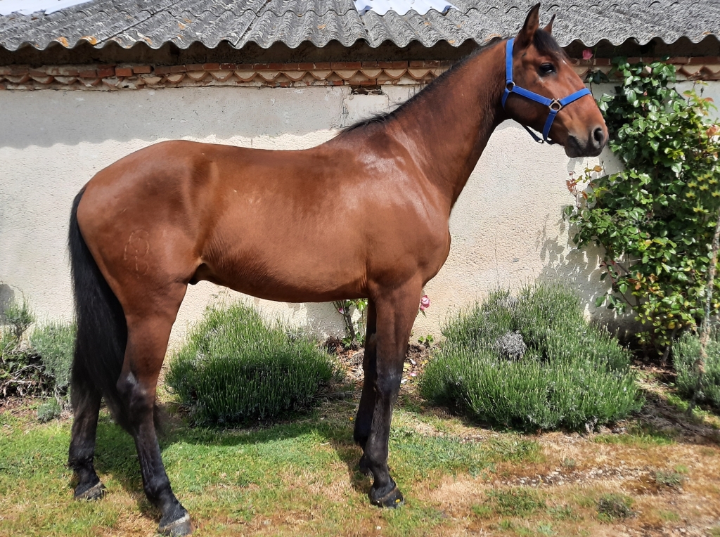 Image de l'annonce Cheval PSL bai LATINO