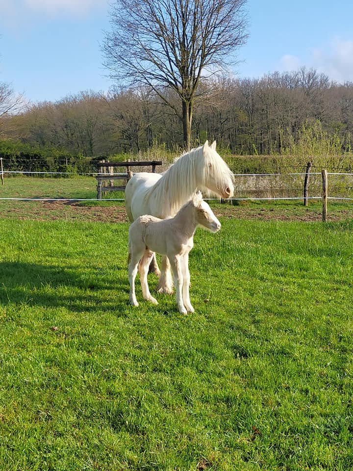 Image de l'annonce Poulain PP Irish Cob Palomino Sooty