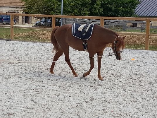 Image de l'annonce Ponette Welsh section B