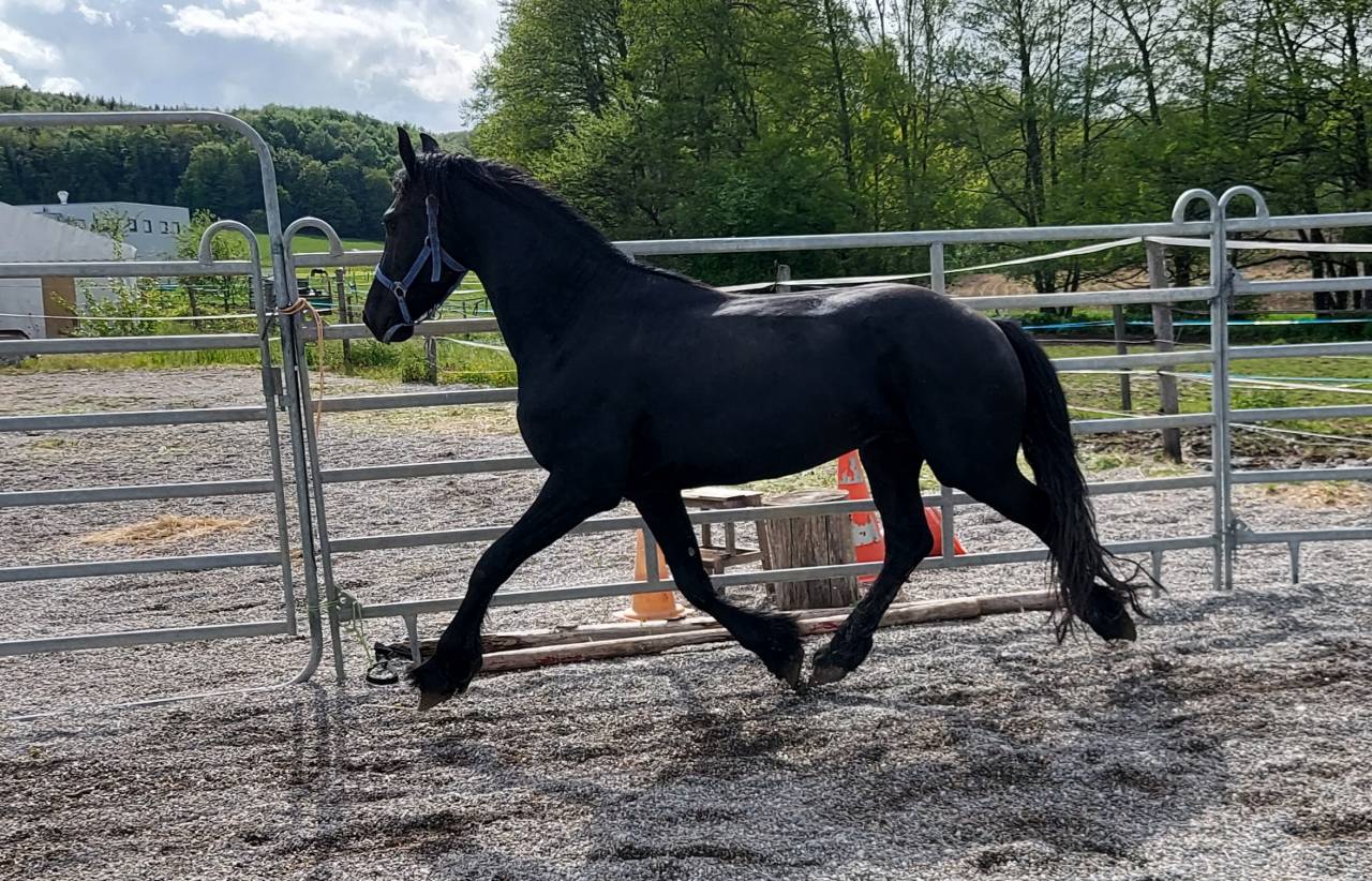 Image de l'annonce Magnifique jeune cheval Hongre frison de 6 an