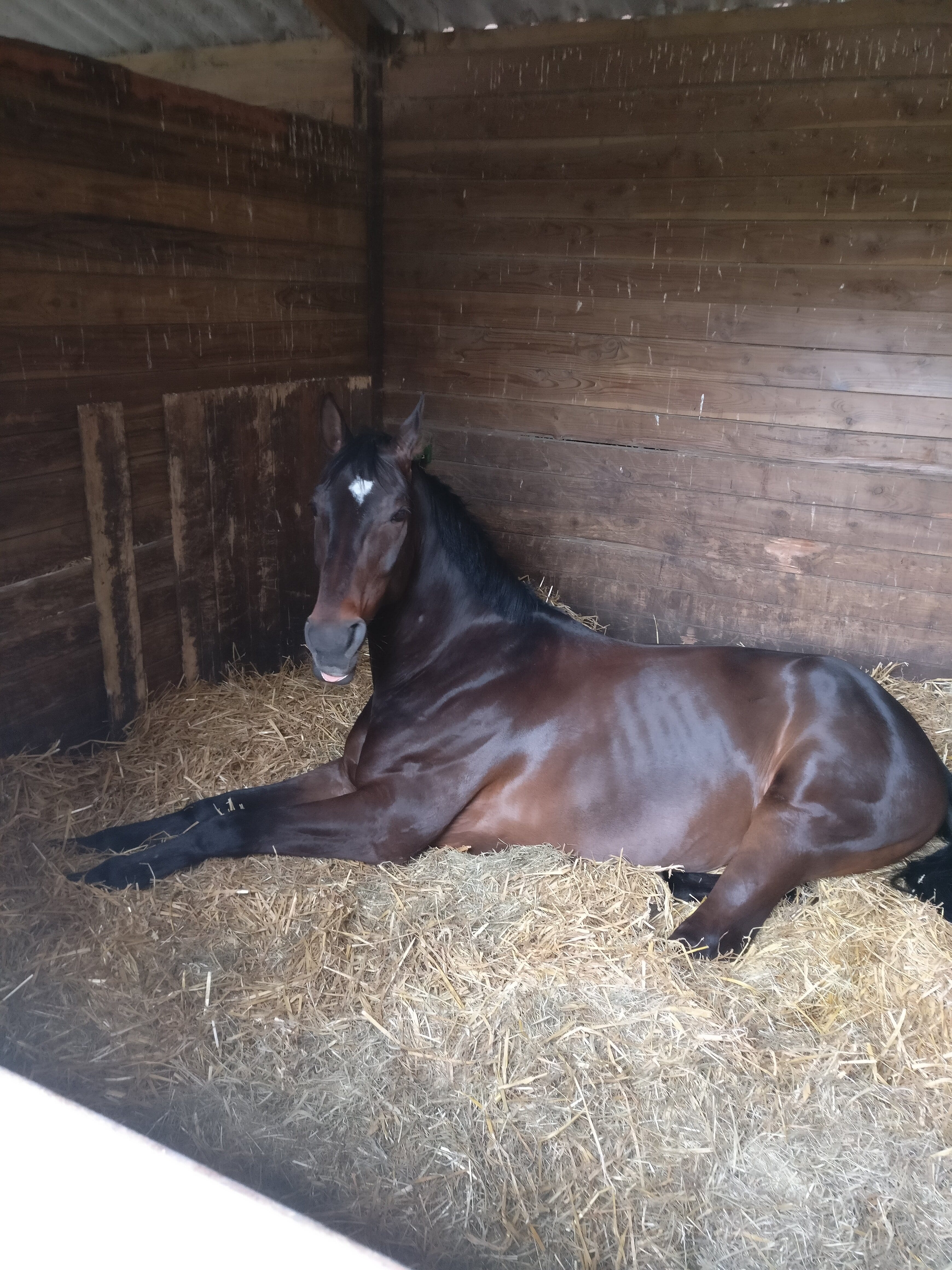 Image de l'annonce Typhon de Hus : cheval de qualité pour CSO
