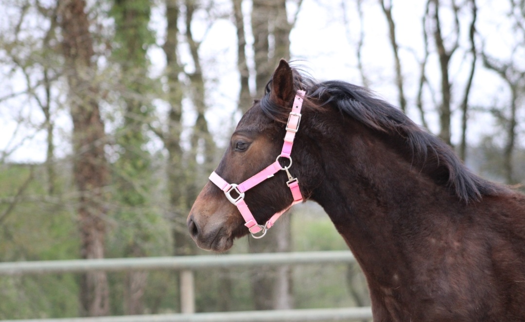 Image de l'annonce Poulain poney français de selle 1 ans