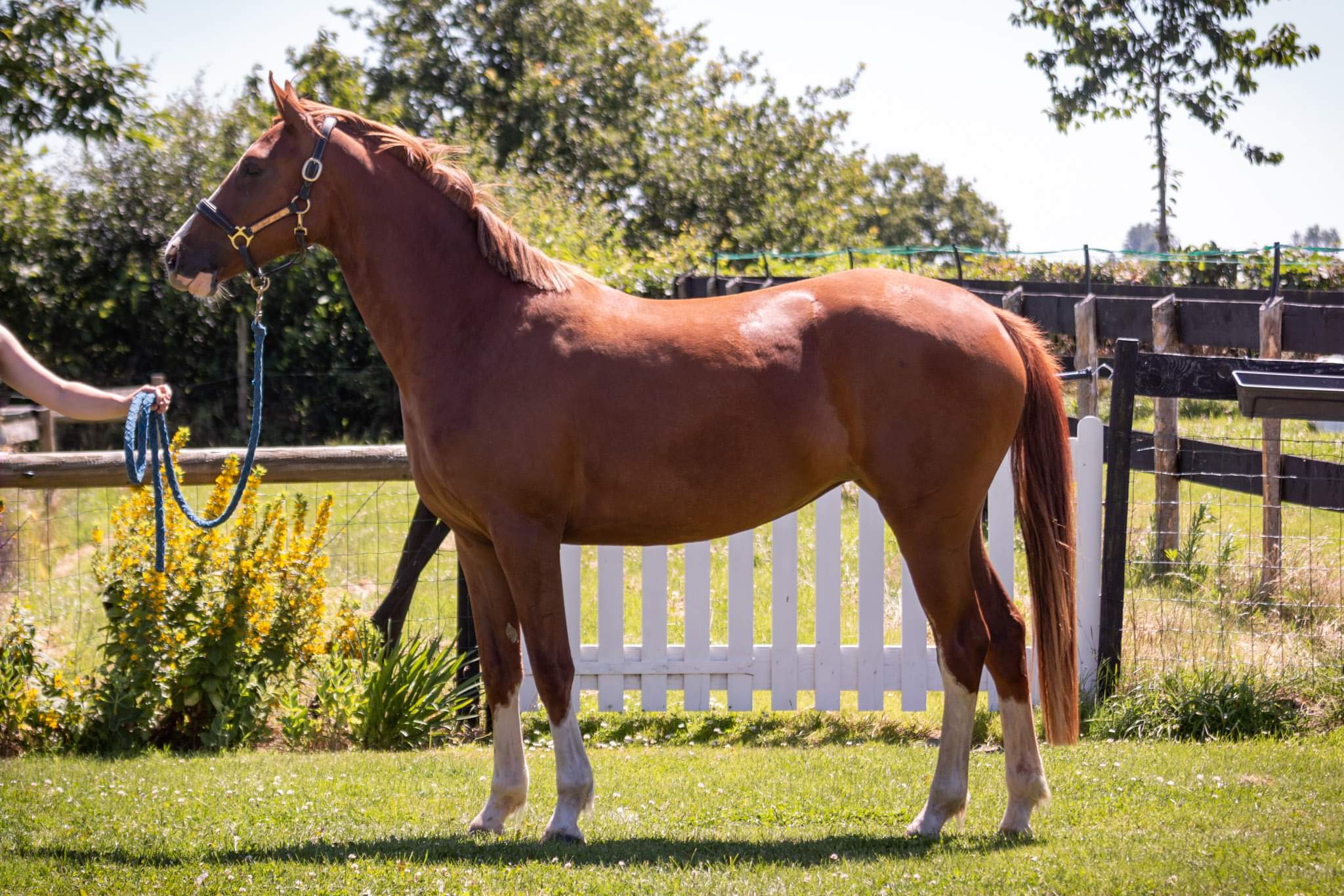 Image de l'annonce Jolie ponette Hors cote