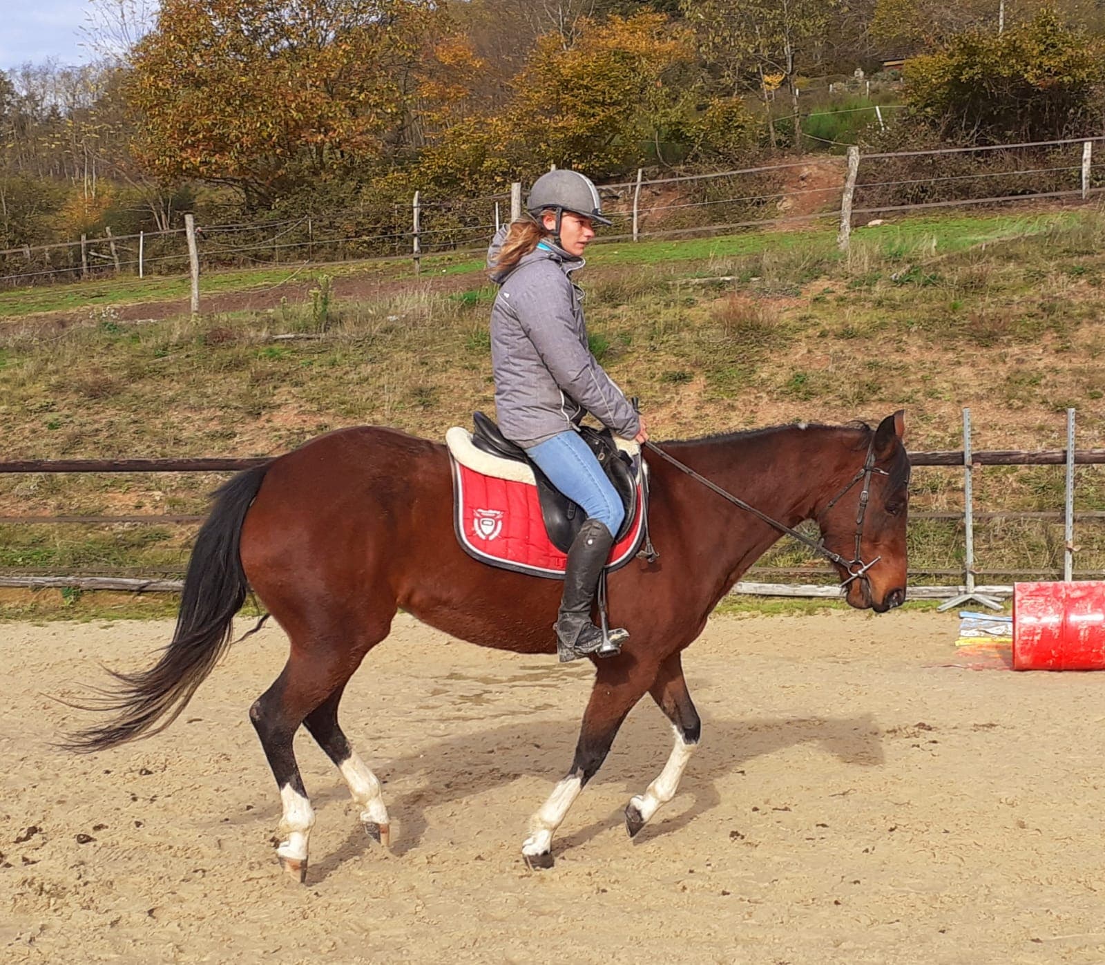 Image de l'annonce Jument quarter horse