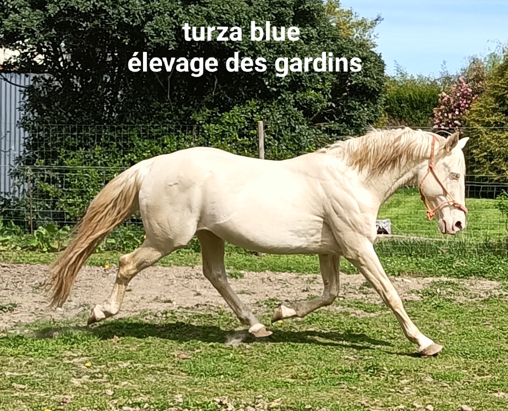 Image de l'annonce Étalon pp race crème agréé de robe cremelo