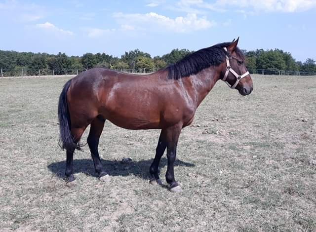 Image de l'annonce Poney ONC