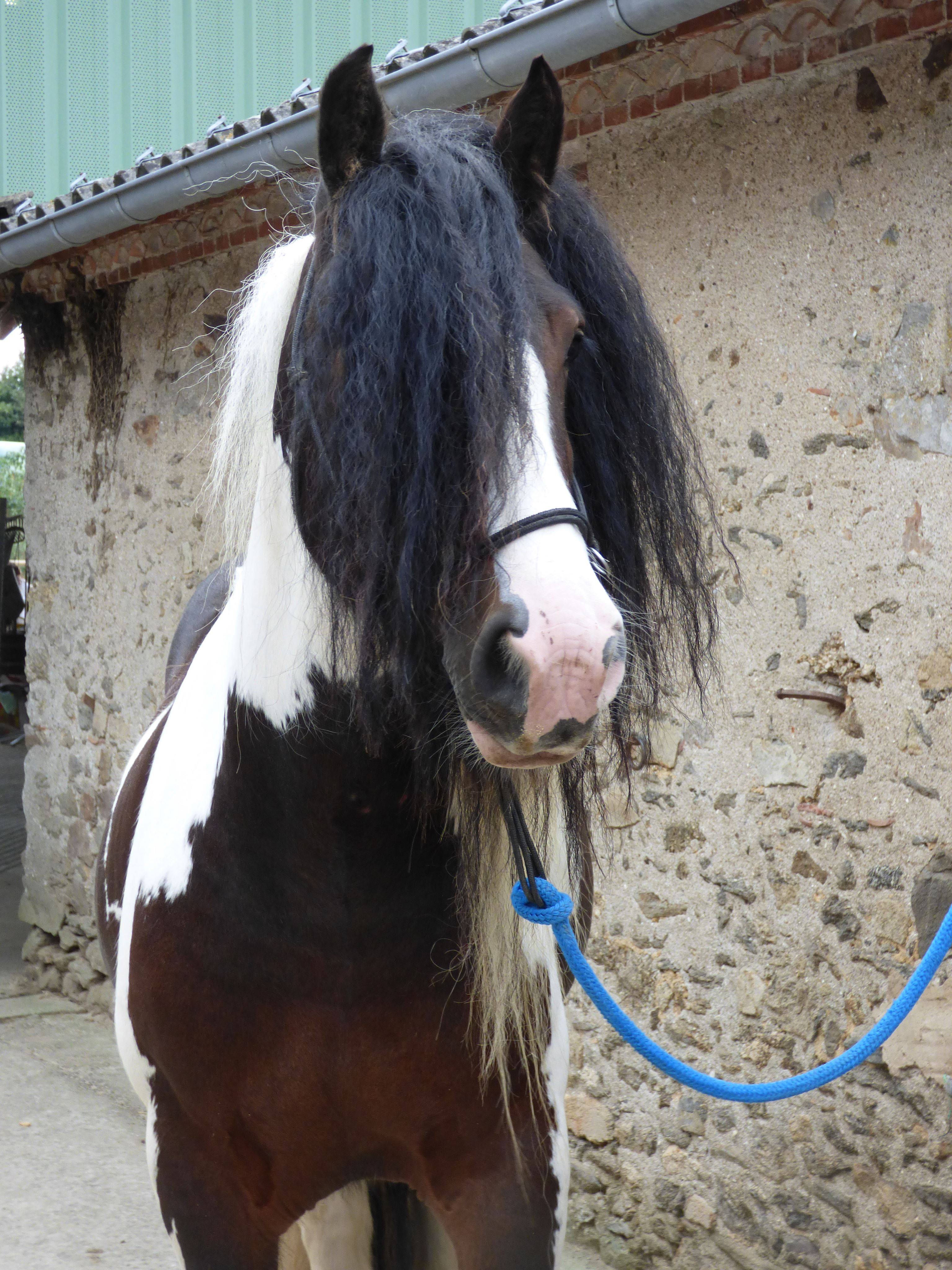 Image de l'annonce Vente étalon Elite Irish Cob