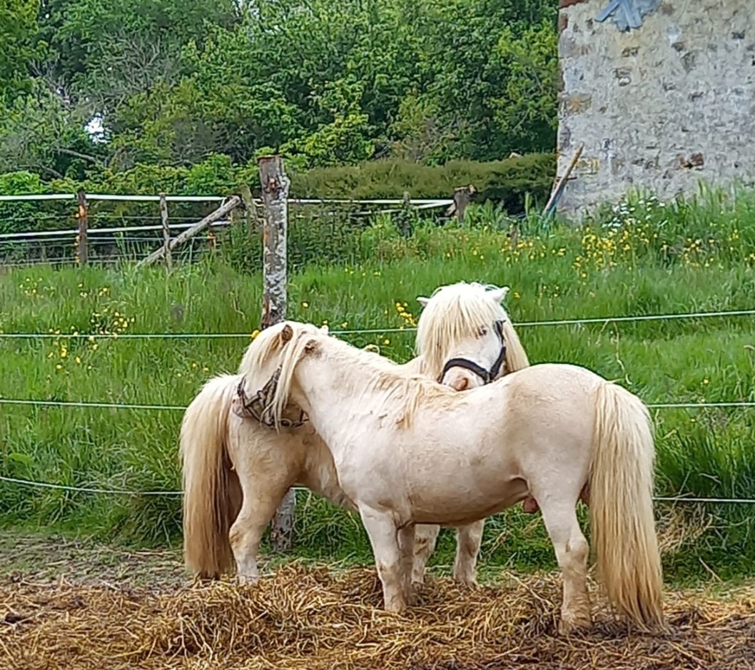 Image de l'annonce pouliniere shetland creme