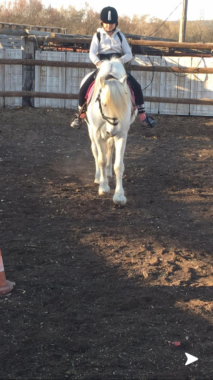 Image de l'annonce Mâle Camargue pp 12 ans