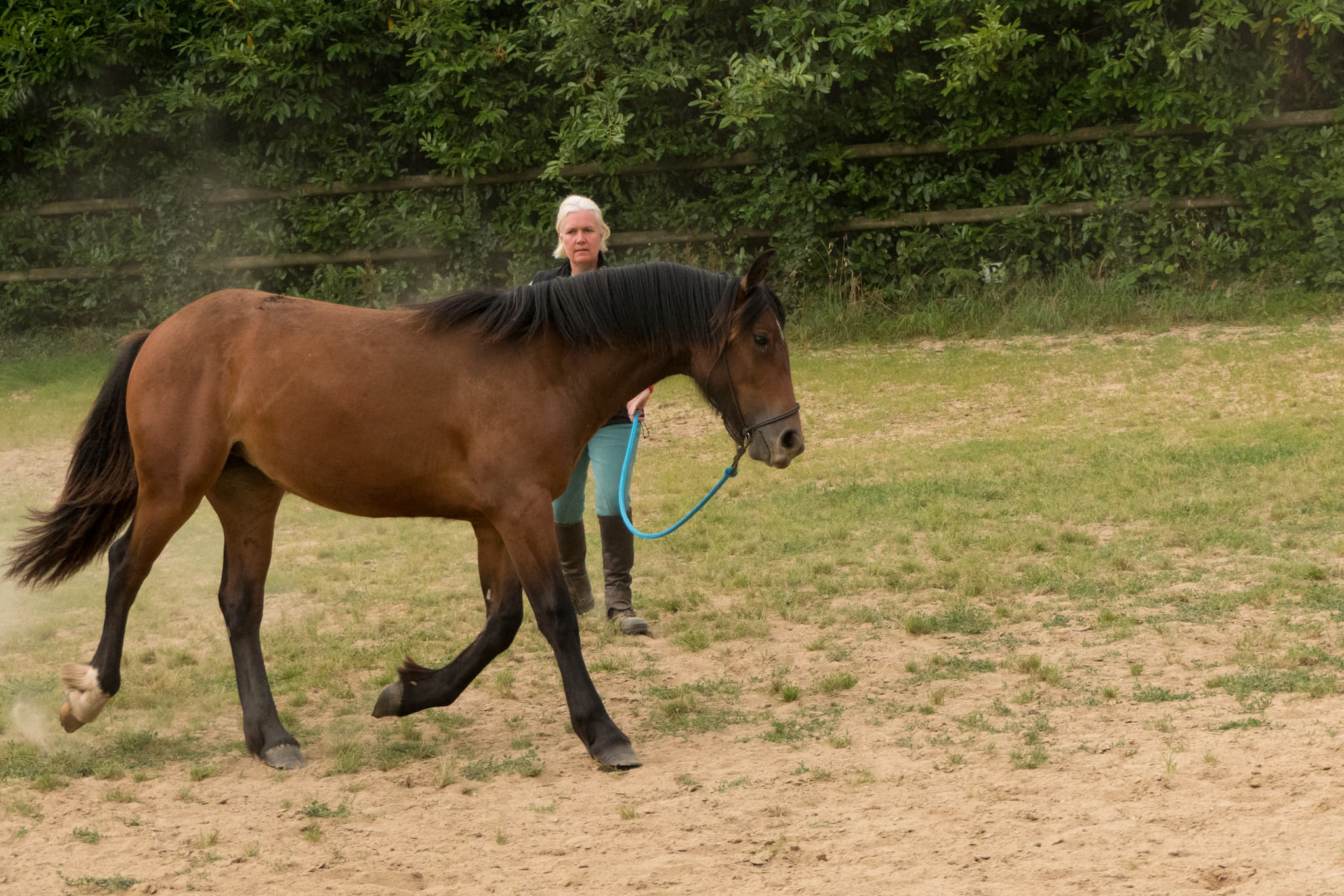 Image de l'annonce Jolie pouliche Irish Cob part breed à vendre