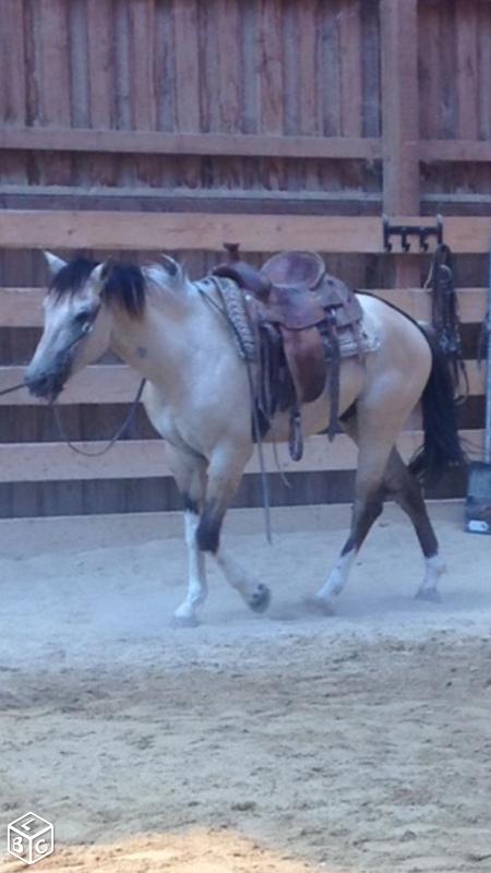 Image de l'annonce quater horse OC
