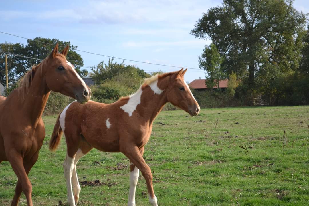 Image de l'annonce Pouliche pie tobiano
