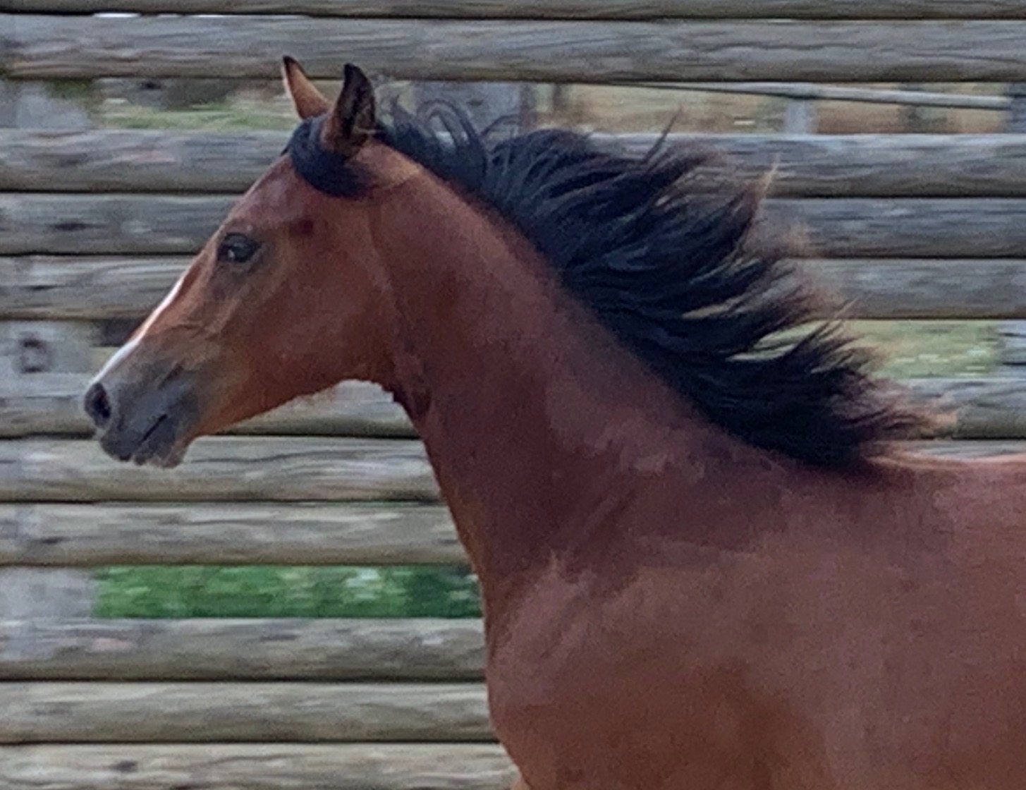 Image de l'annonce Quarter Horse 15 mois, hongre