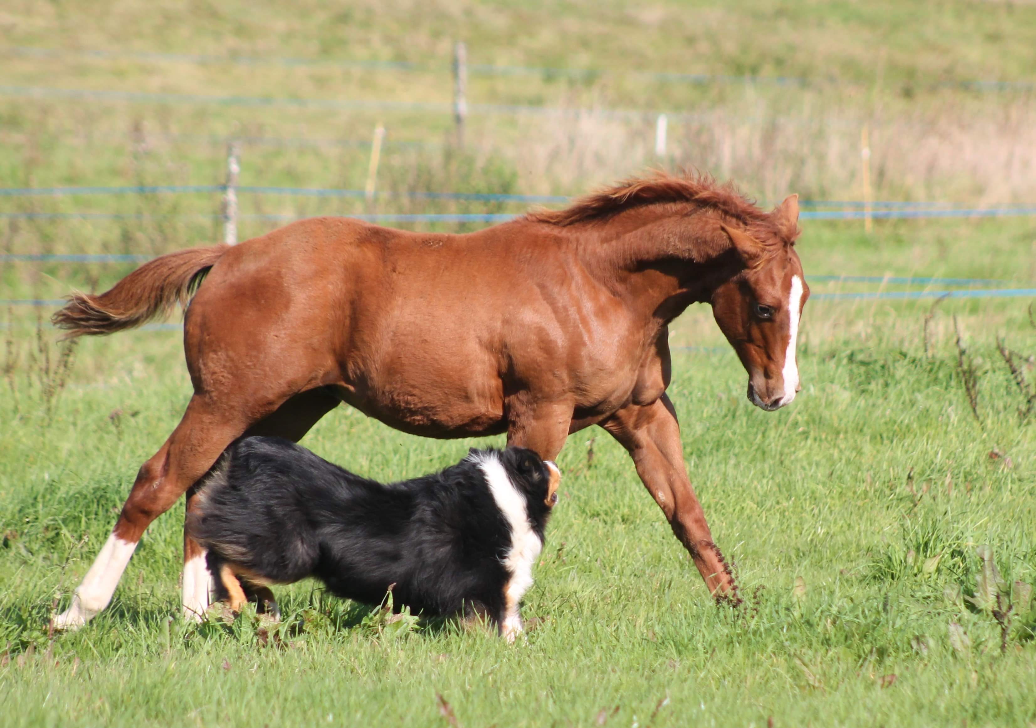 Image de l'annonce Poulain Paint horse lignée reining