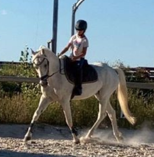 Image de l'annonce Recherche double poney, petit cheval ou grand poney