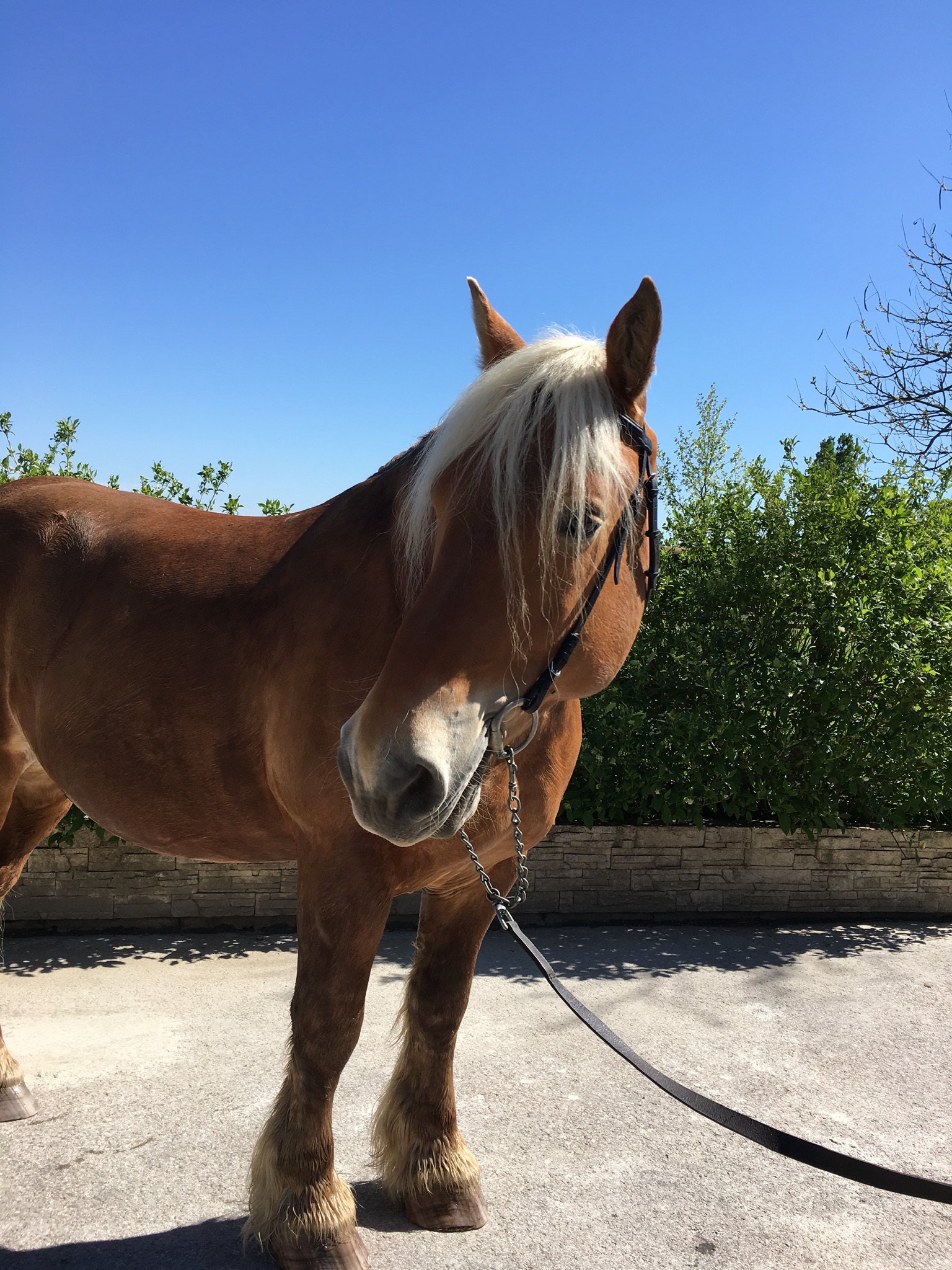 Image de l'annonce Hongre comtois