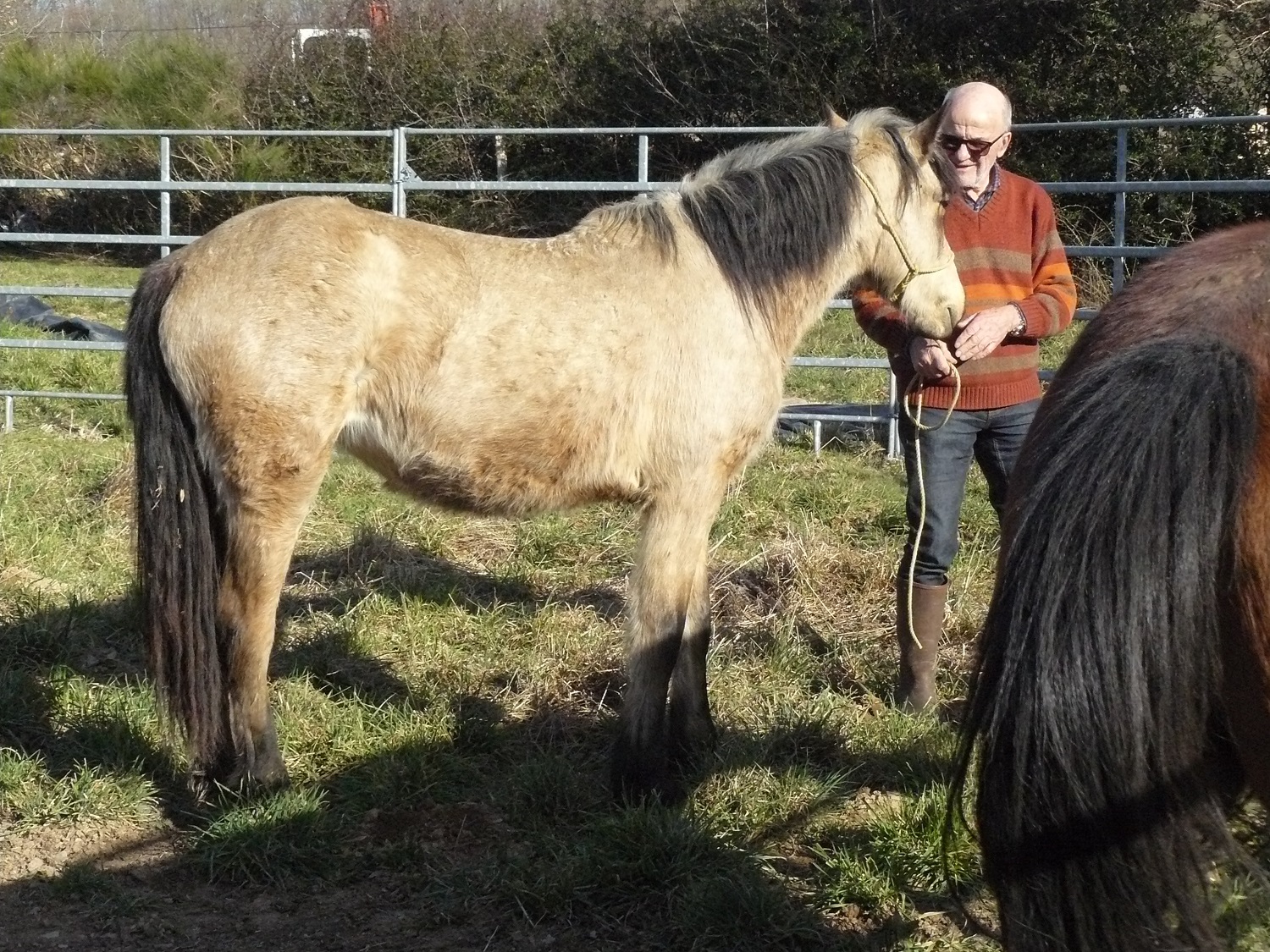 Image de l'annonce Pouliche Connemara PP 2 ans