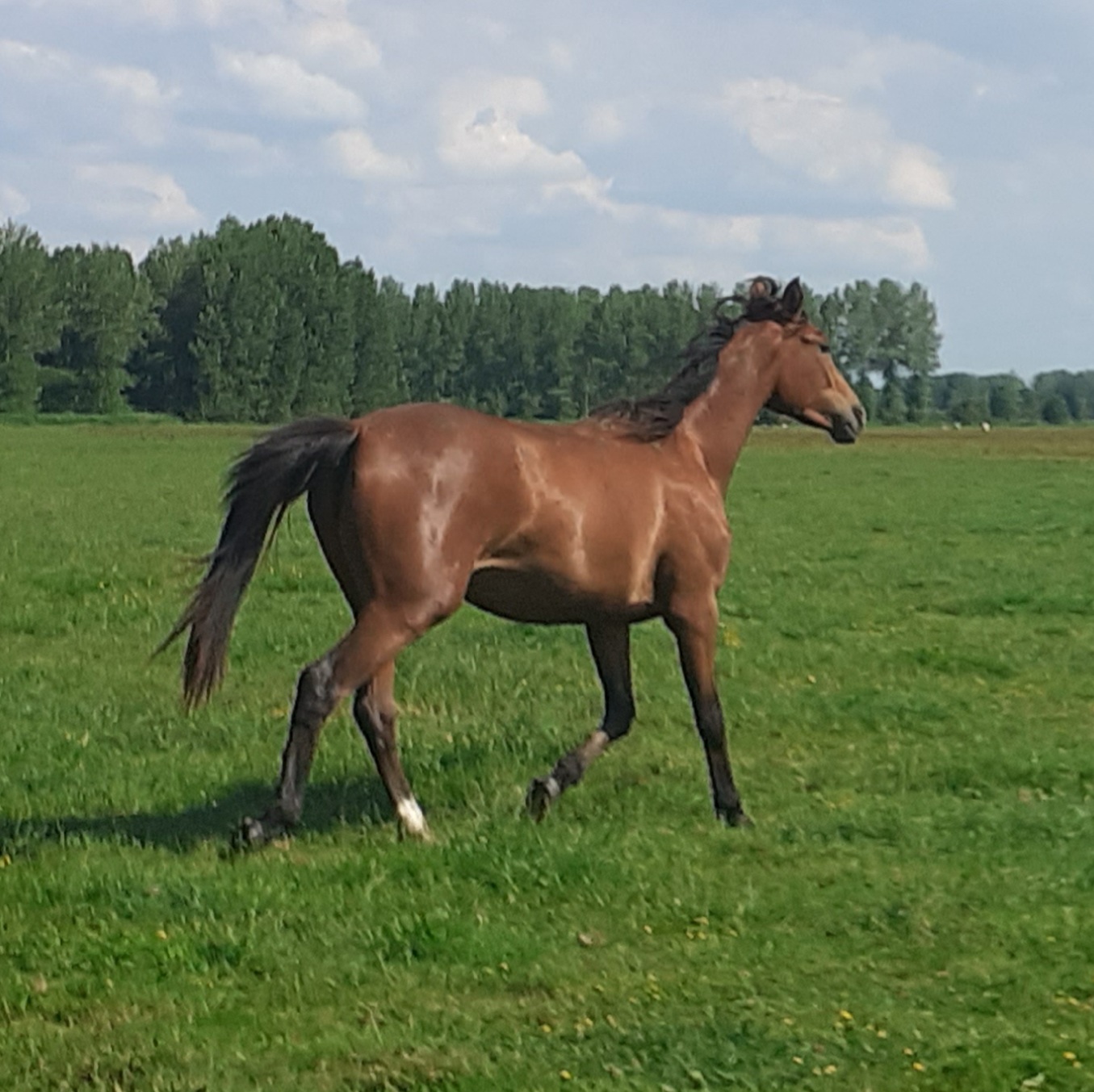 Image de l'annonce A Vendre poulain 2 ans et demi.