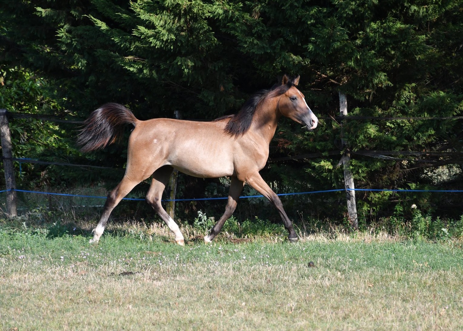 Image de l'annonce Joli mâle pur sang arabe de 2018