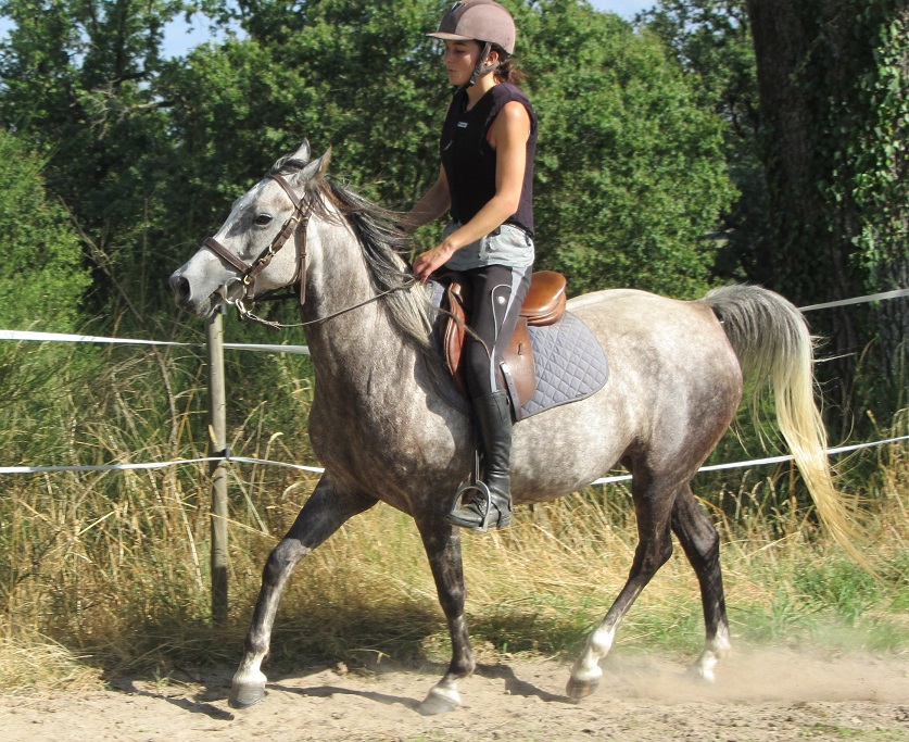 Image de l'annonce Vends petite jument arabe-barbe