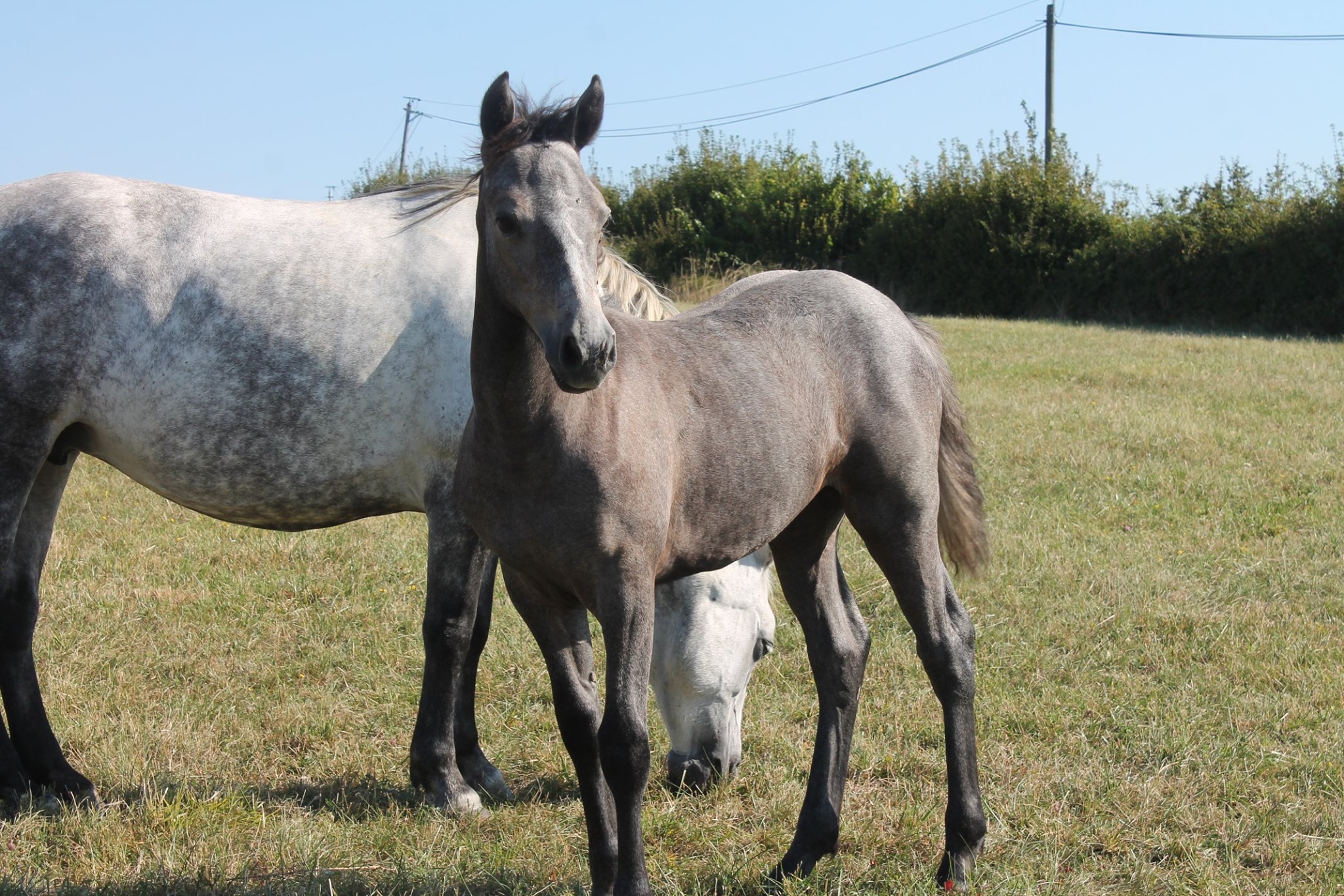 Image de l'annonce Pouliche Foal connemara