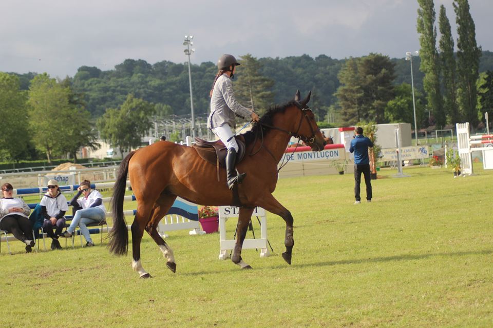 Image de l'annonce Hongre 12 ans gagnant en CSO