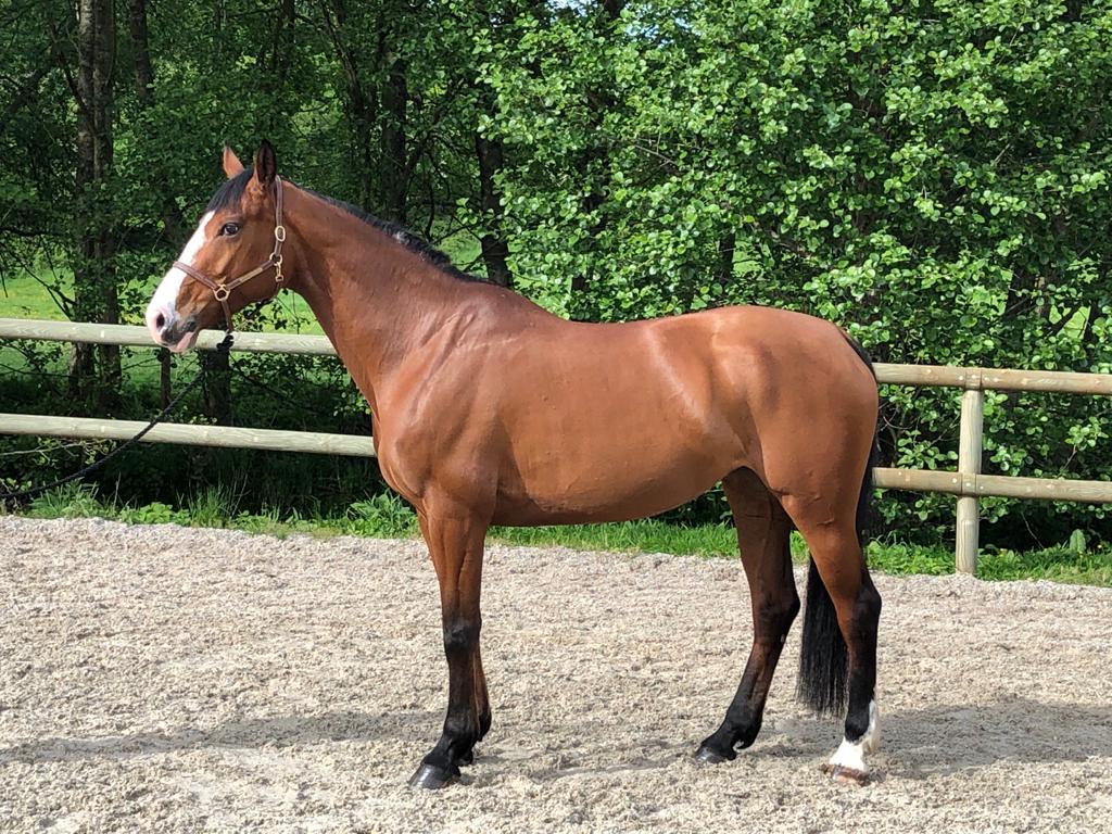 Image de l'annonce Belle et bonne jument de 7 ans - Idéal amateur / passage poney cheval