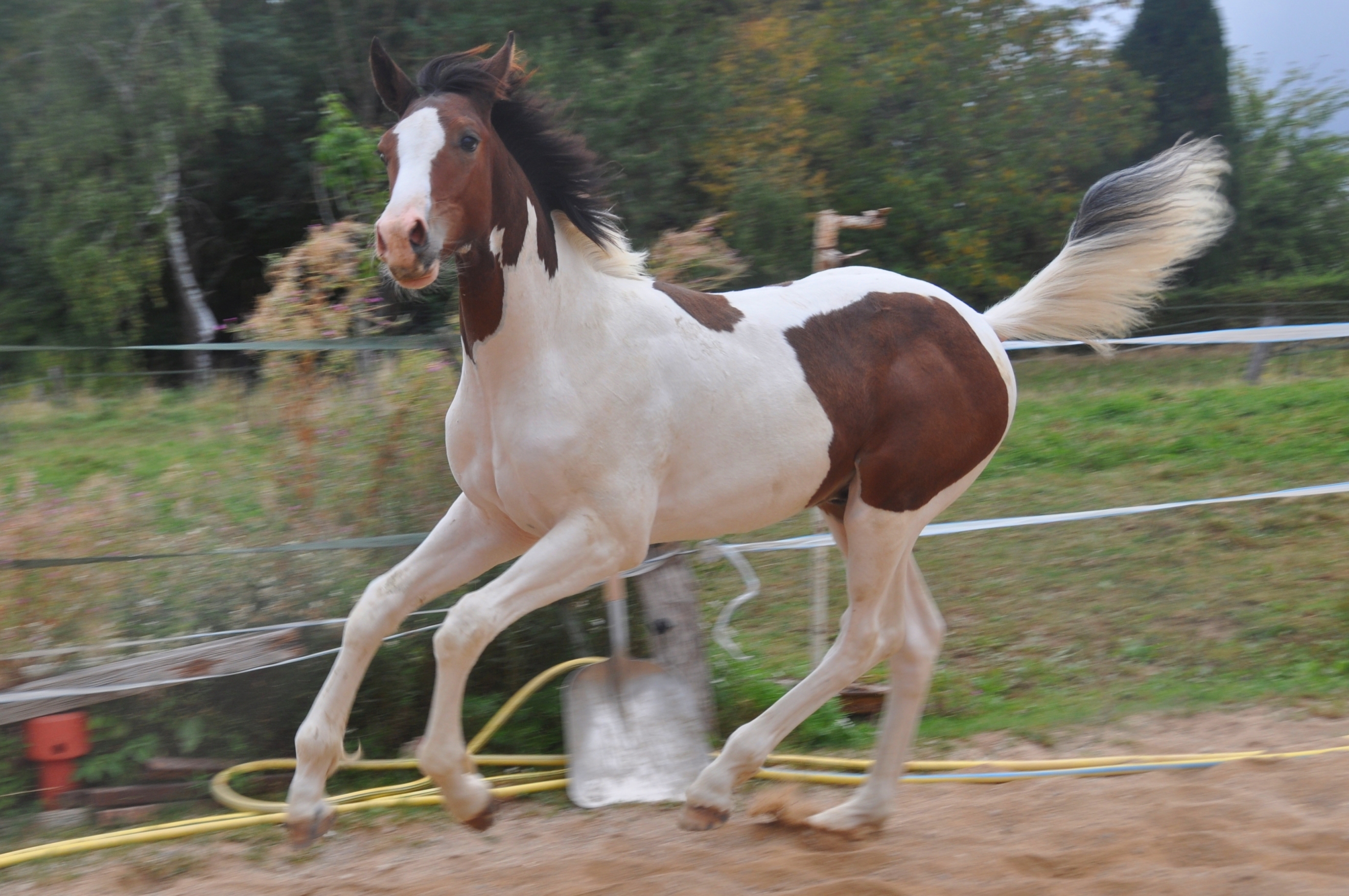Image de l'annonce Magnifique poulain sport top origines modèle allures