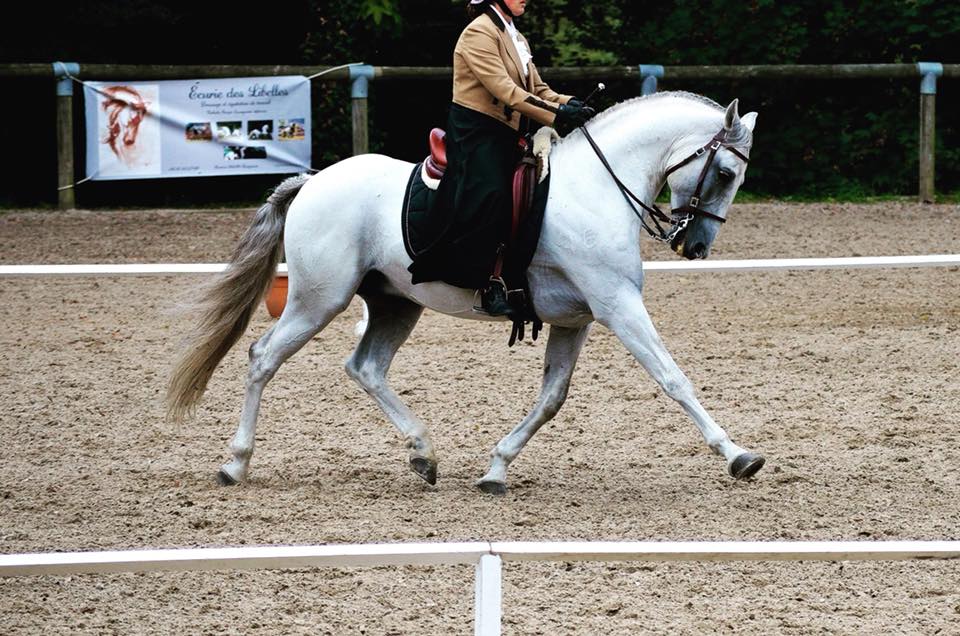 Image de l'annonce Cheval PP PSL