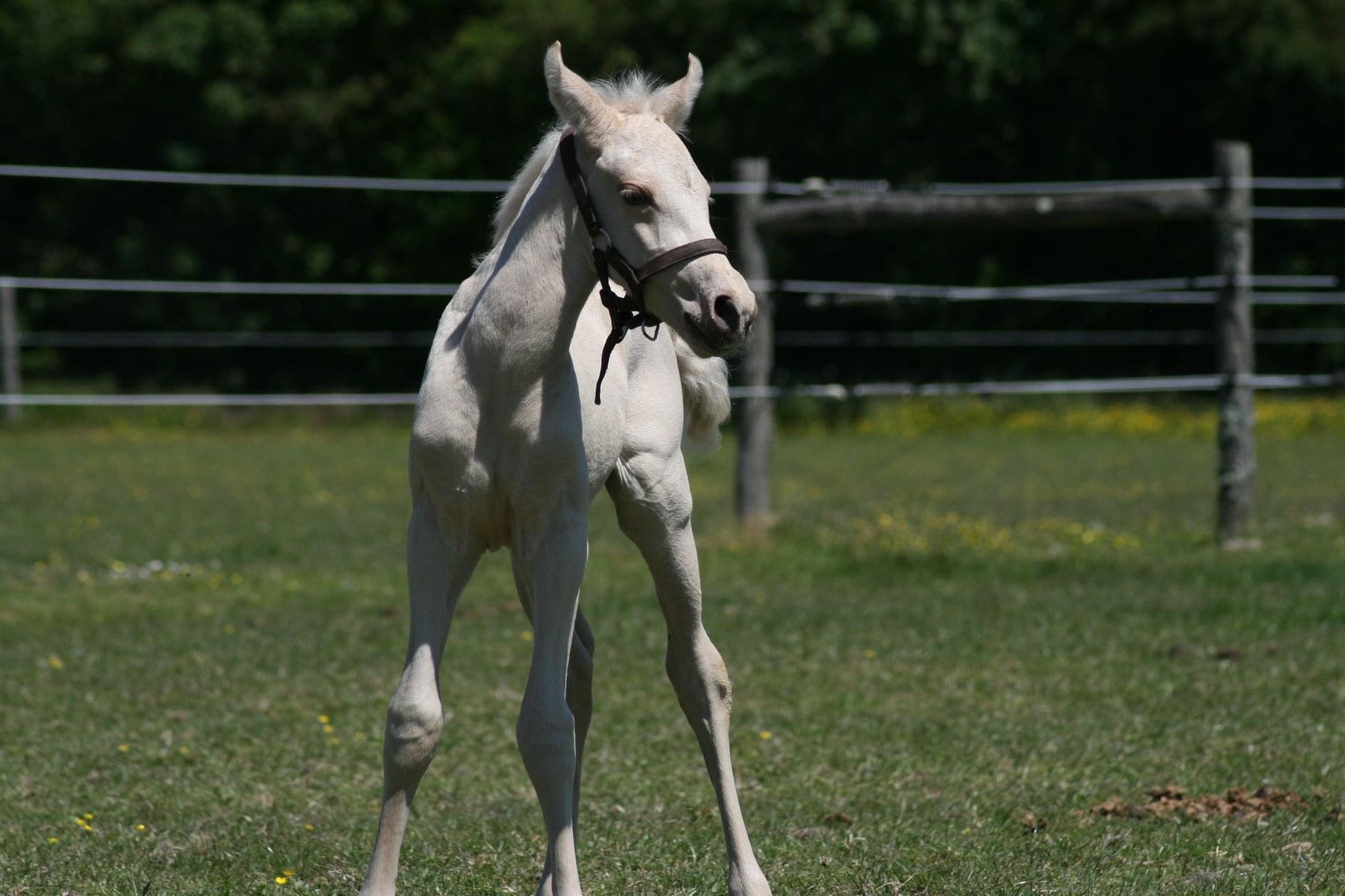 Image de l'annonce Poulain Palomino AZTÈQUE