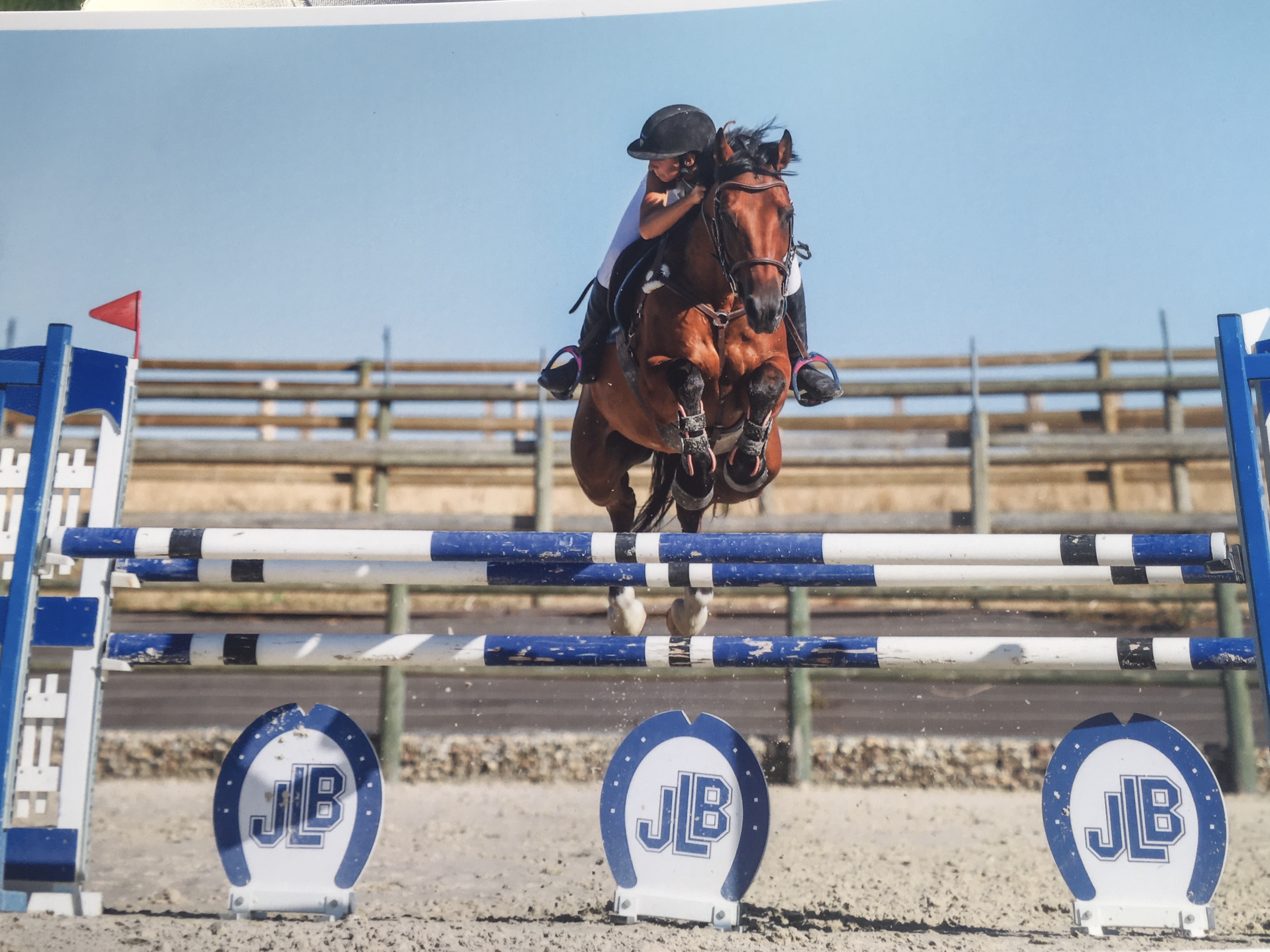 Image de l'annonce Hongre 12 ans cso amateur